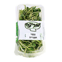 נבטי חמניה מרינה יחידה