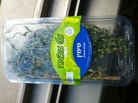 טימין טרי עלי עצמה 1 יחידה