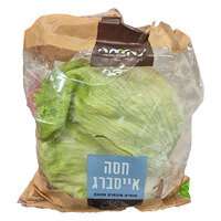 חסה עגולה תקומה יחידה