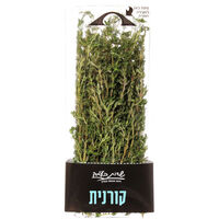 קורנית רוני יצחק יחידה