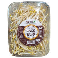 נבטים סיני ארוז א.אדמה יחידה