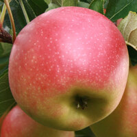תפוח עץ קנזי במשקל (כללי)