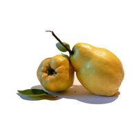 חבוש טרי במשקל (כללי)