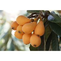 שסק אורגני במשקל (כללי)