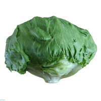 חסה אייסברג עגולה אורגנית יחידה (כללי)