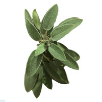 מרווה טריה יחידה (כללי)