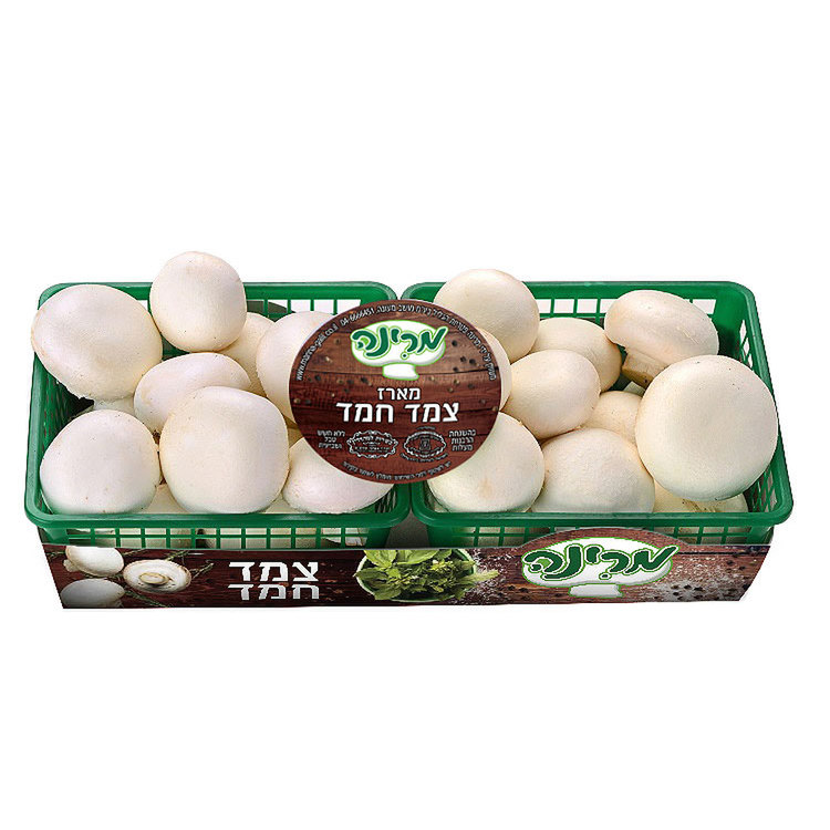 צמד חמד שמפניון