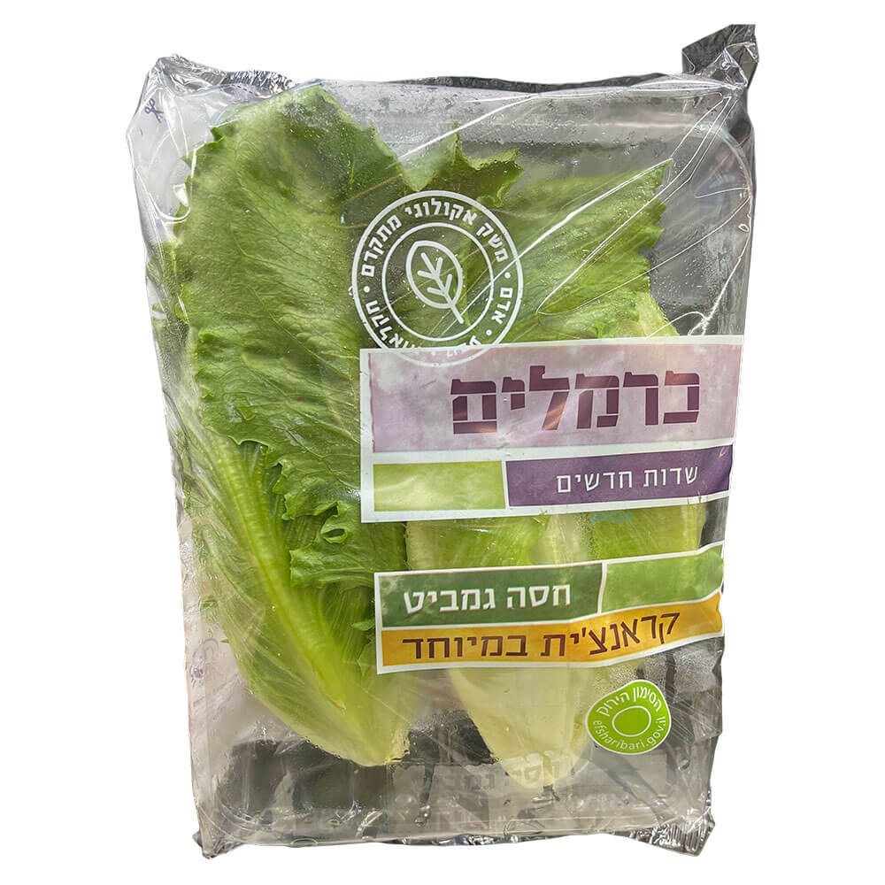חסה גמביט