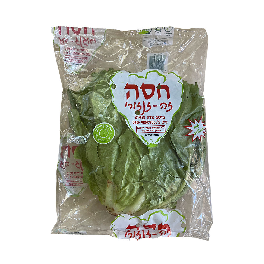 חסה עגולה