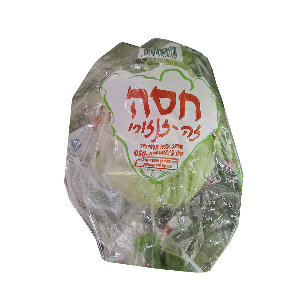 חסה עגולה