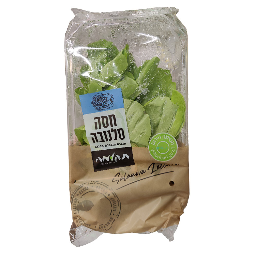 חסה סלנובה תקומה